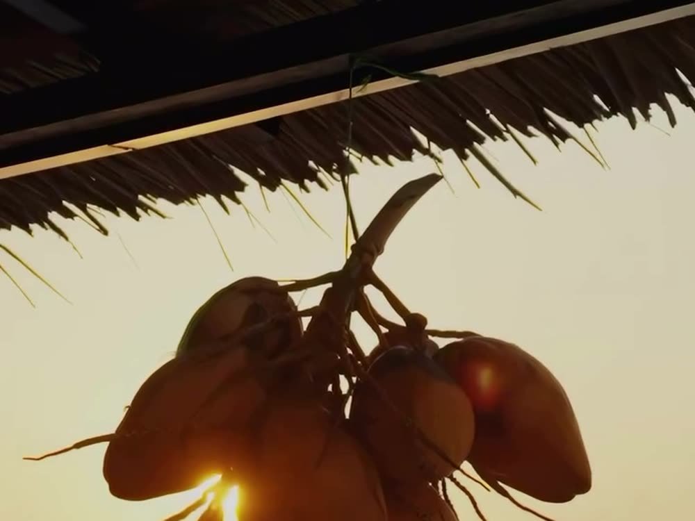 Coconuts hanging beside the upper deck